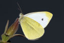 07-8138 Small White Butterfly (Artogeia rapae)